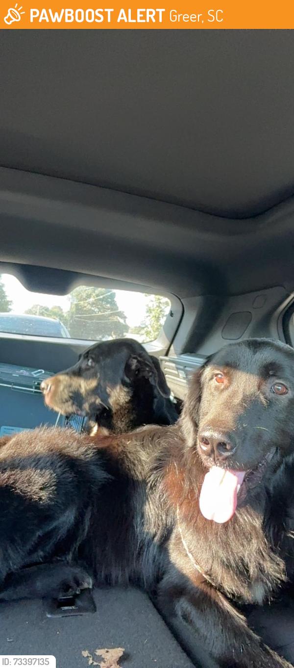 Found/Stray Male Dog last seen Aspen and jug factory, Greer, SC 29651