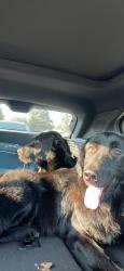 Found/Stray Male Dog last seen Aspen and jug factory, Greer, SC 29651