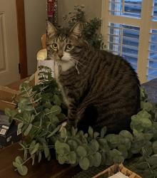 Lost Male Cat last seen W Turner Avenue, Spokane, WA 99224