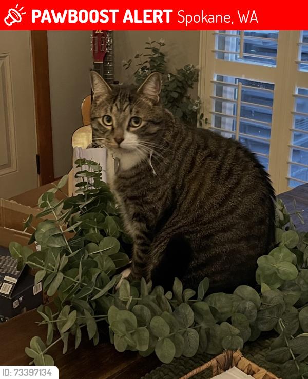 Lost Male Cat last seen W Turner Avenue, Spokane, WA 99224