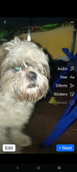 Found/Stray Male Dog last seen Forest Ave and andrews Rockford il, Rockford, IL 61101