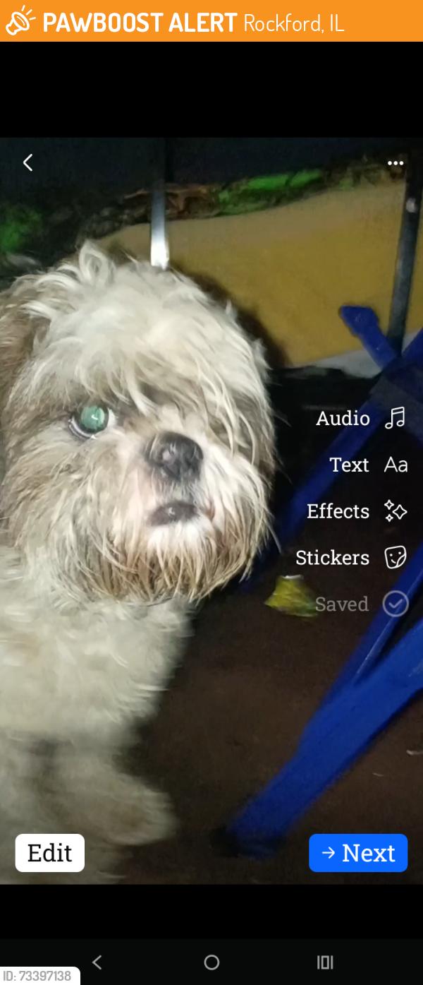 Found/Stray Male Dog last seen Forest Ave and andrews Rockford il, Rockford, IL 61101