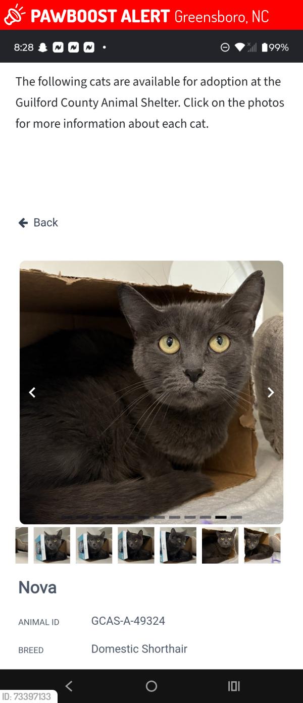 Lost Male Cat last seen By 4302 Vincent Street, Greensboro, NC 27405