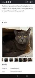 Lost Male Cat last seen By 4302 Vincent Street, Greensboro, NC 27405