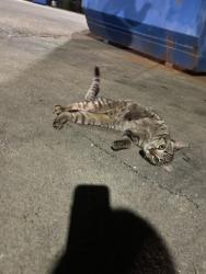 Found/Stray Male Cat last seen behind dominos near dumpsters, Garner, NC 27529