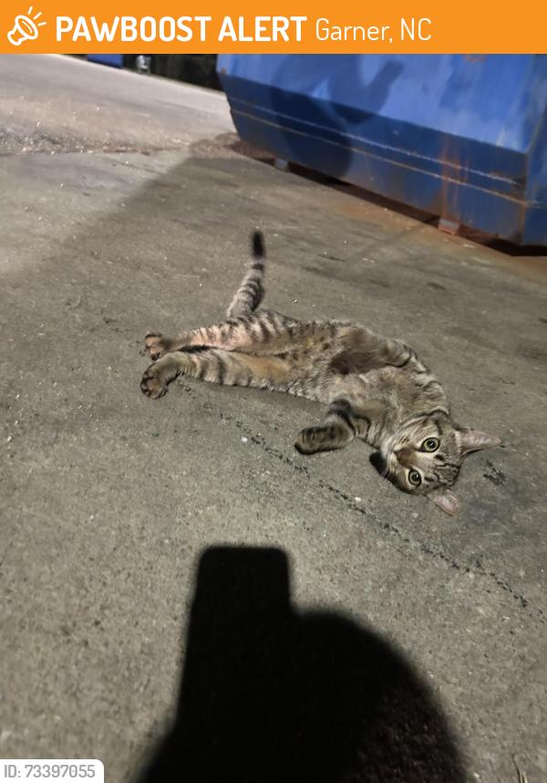 Found/Stray Male Cat last seen behind dominos near dumpsters, Garner, NC 27529