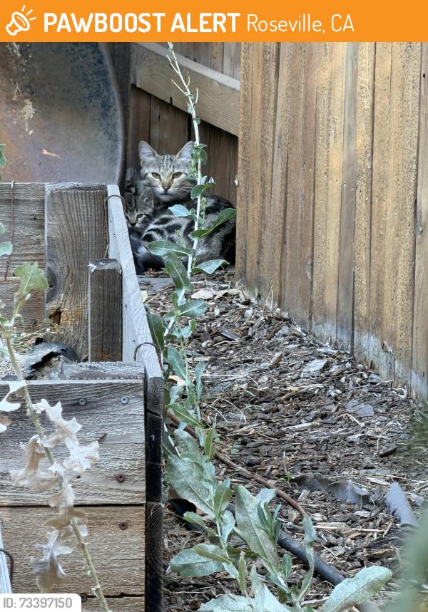 Found/Stray Female Cat last seen Baseline and country club, Roseville, CA 95747