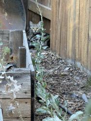 Found/Stray Female Cat last seen Baseline and country club, Roseville, CA 95747