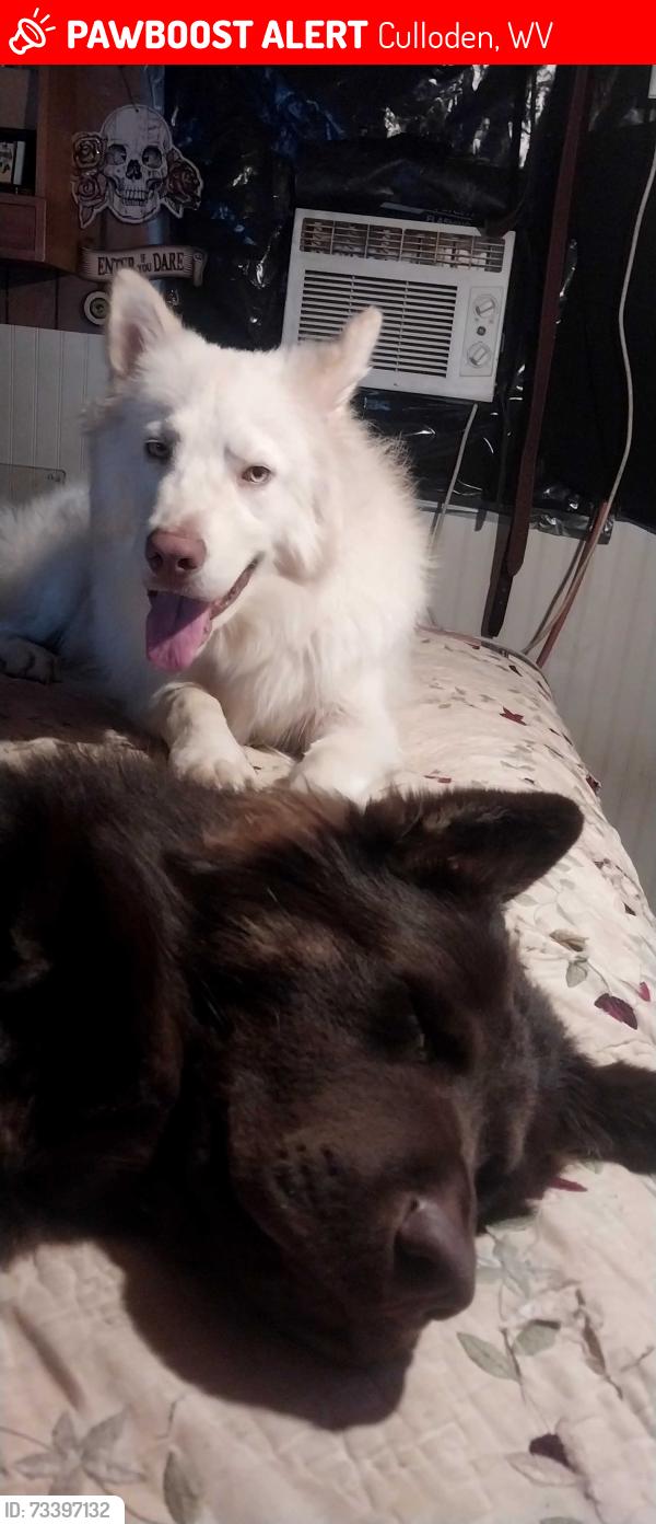 Lost Unknown Dog last seen Hurricane and Milton, Culloden, WV 25510