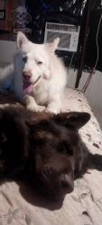 Lost Unknown Dog last seen Hurricane and Milton, Culloden, WV 25510