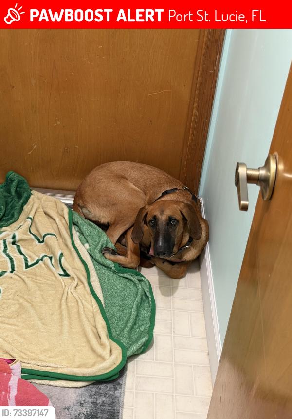 Lost Female Dog last seen Gatlin & Port St. Lucie Blvd, Port St. Lucie, FL 34953