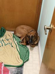 Lost Female Dog last seen Gatlin & Port St. Lucie Blvd, Port St. Lucie, FL 34953