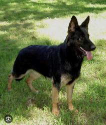 Found/Stray Male Dog last seen 300–350 Southside Dr San Jose, CA 95111 United States, San Jose, CA 95111