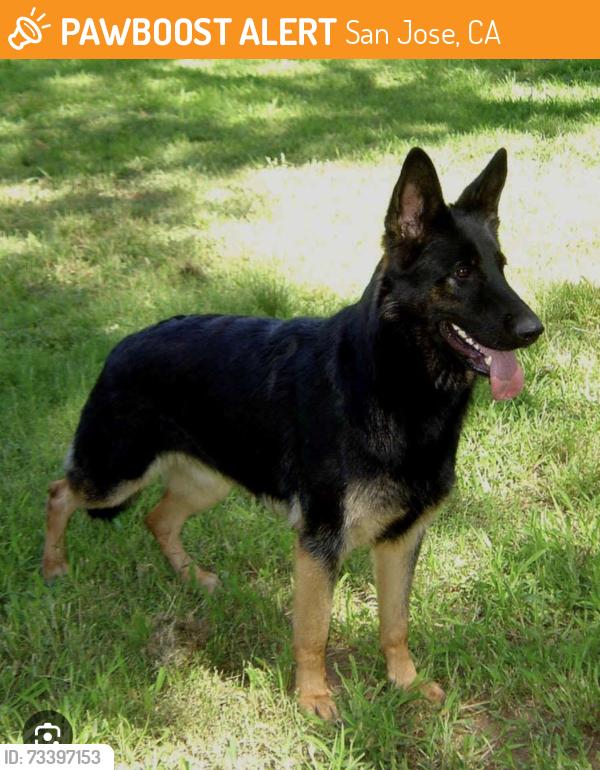 Found/Stray Male Dog last seen 300–350 Southside Dr San Jose, CA 95111 United States, San Jose, CA 95111