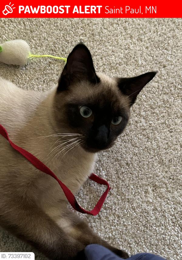 Lost Male Cat last seen Gresham Cir N, Saint Paul, MN 55128