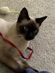 Lost Male Cat last seen Gresham Cir N, Saint Paul, MN 55128