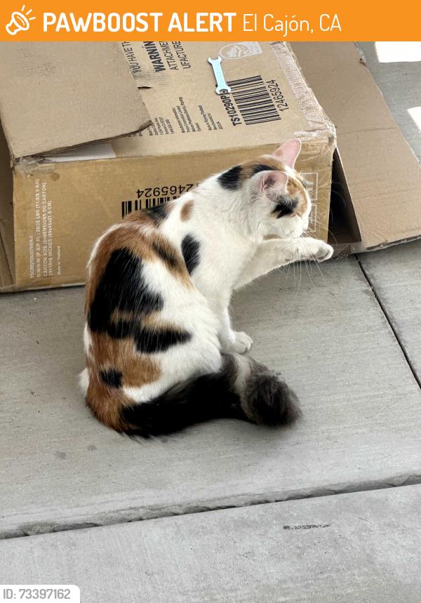 Found/Stray Unknown Cat last seen Near walter way, El Cajón, CA 92020