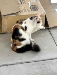 Found/Stray Unknown Cat last seen Near walter way, El Cajón, CA 92020