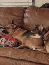 Reunited Female Dog last seen Delaware/Grand Off McKellips between Ironwoid and Meridian, Apache Junction, AZ 85120