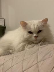 Reunited Female Cat last seen Broad St, Nashua, NH 03063