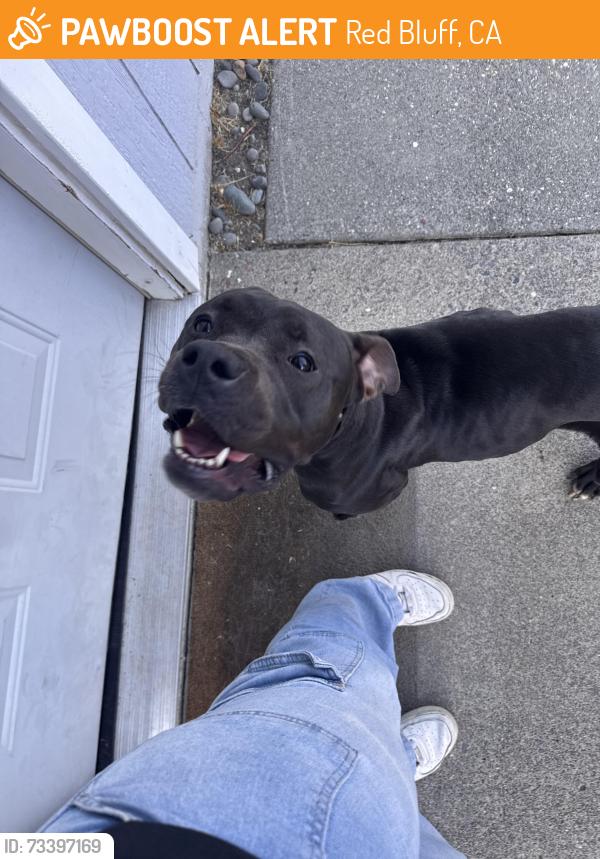 Found/Stray Female Dog last seen Grocery outlet, Red Bluff, CA 96080