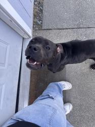 Found/Stray Female Dog last seen Grocery outlet, Red Bluff, CA 96080
