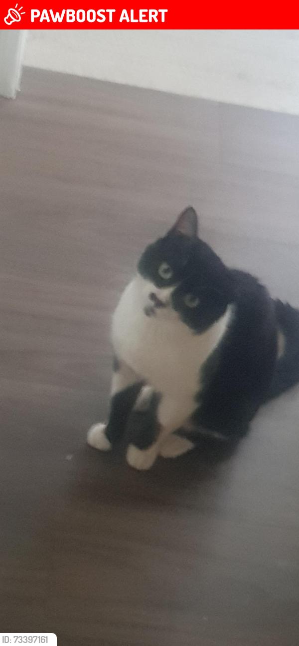 Lost Male Cat last seen Barrie St, Bradford West Gwillimbury, ON L3Z 1R6