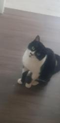 Lost Male Cat last seen Barrie St, Bradford West Gwillimbury, ON L3Z 1R6