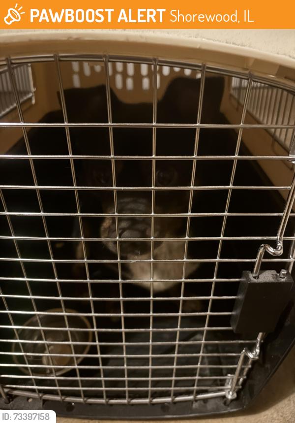 Found/Stray Male Dog last seen S Bronk Rd, Shorewood, IL 60404