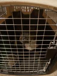 Found/Stray Male Dog last seen S Bronk Rd, Shorewood, IL 60404