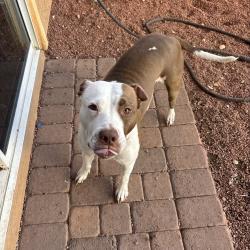 Lost Female Dog last seen Technology and 5th st west near Carmax, Palmdale, CA 93551
