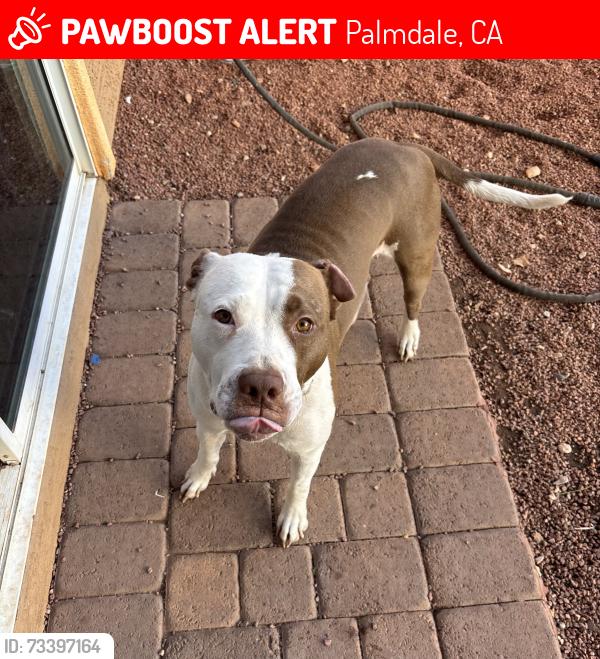 Lost Female Dog last seen Technology and 5th st west near Carmax, Palmdale, CA 93551