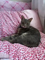 Reunited Male Cat last seen Holiday Lake Dr and Merrillon Dr, Holiday, FL 34691