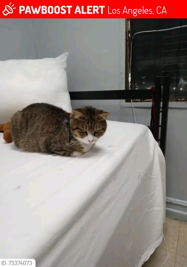 Lost Female Cat last seen Near Marmion way los angeles ca 90065, Los Angeles, CA 90065