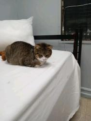 Lost Female Cat last seen Near Marmion way los angeles ca 90065, Los Angeles, CA 90065
