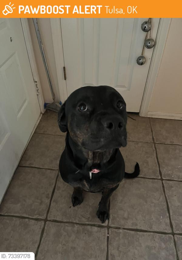 Found/Stray Female Dog last seen Neighborhood around 61st and Garnett, Tulsa, OK 74133
