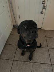 Found/Stray Female Dog last seen Neighborhood around 61st and Garnett, Tulsa, OK 74133