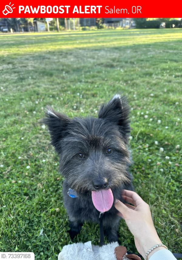 Lost Male Dog last seen Hawthorne Ave/Silverton rd, Salem, OR 97302