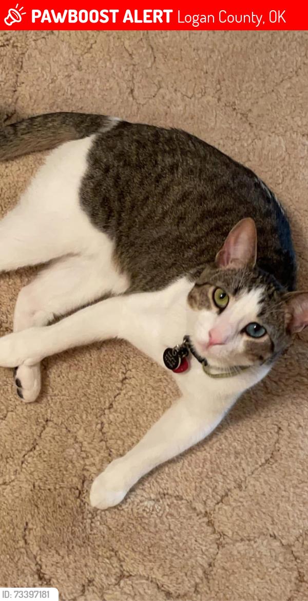 Lost Male Cat last seen Seward RD near Lazy E Arena, Logan County, OK 73044