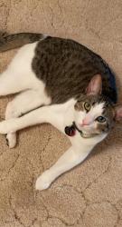 Lost Male Cat last seen Seward RD near Lazy E Arena, Logan County, OK 73044