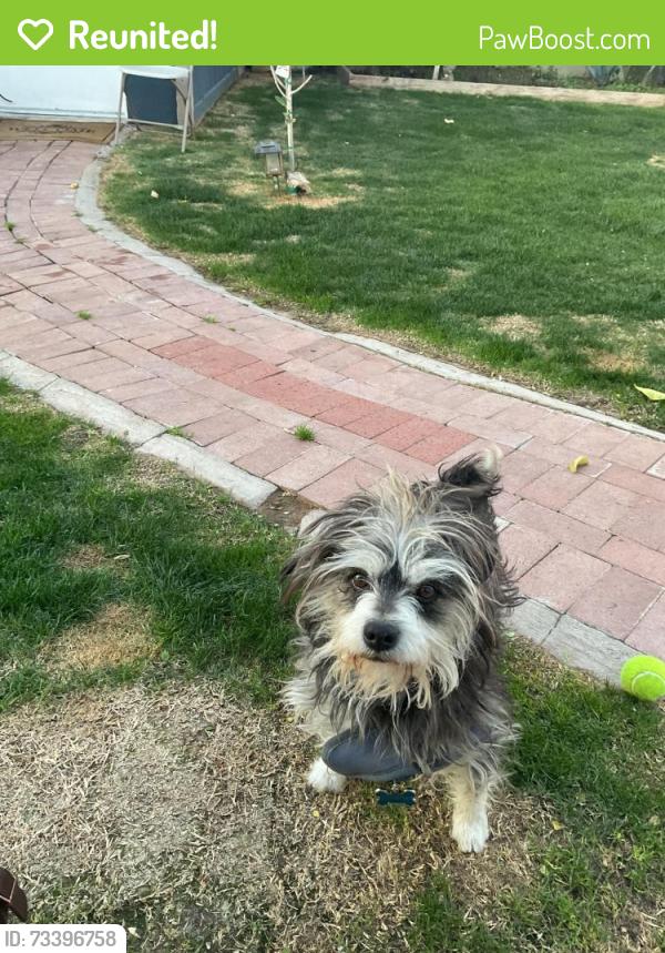 Reunited Male Dog last seen 48th St and Southern A, Phoenix, AZ 85042