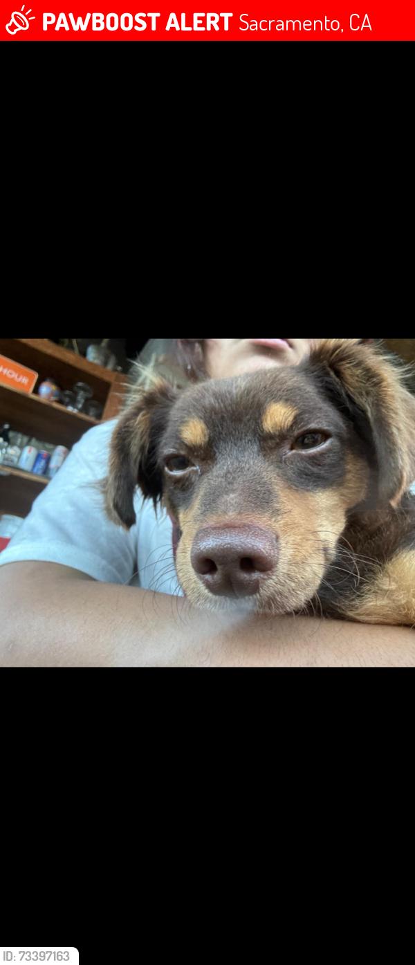 Lost Male Dog last seen Stockton blvd and Thurman way, Sacramento, CA 95824