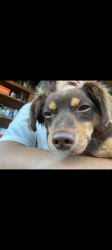 Lost Male Dog last seen Stockton blvd and Thurman way, Sacramento, CA 95824