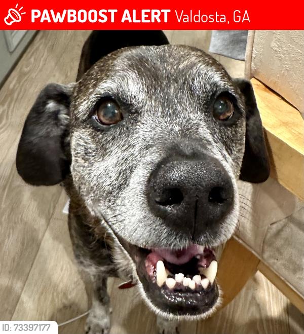 Lost Male Dog last seen Karaline Circle and Brookfield Drive, Valdosta, GA 31605