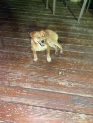 Found/Stray Male Dog last seen Pope Park, Corpus Christi, TX 78411