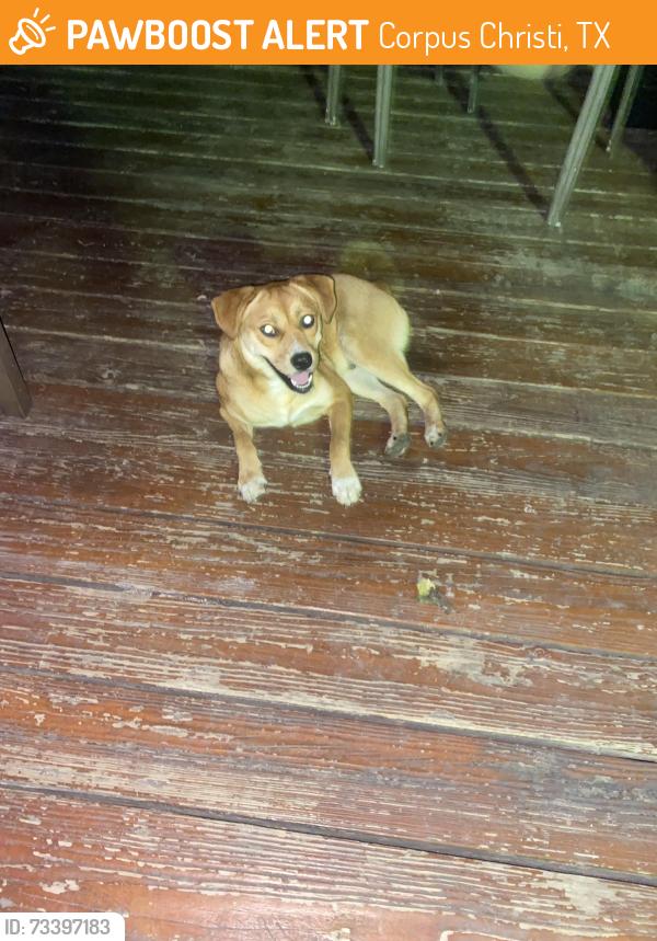 Found/Stray Male Dog last seen Pope Park, Corpus Christi, TX 78411