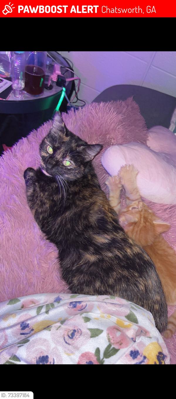 Lost Female Cat last seen Lakeview dr, Chatsworth, GA 30705