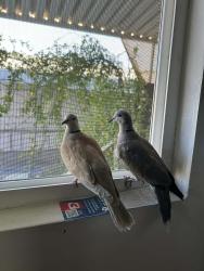 Lost Unknown Bird last seen Near South Euclid St, Santa Ana CA 92704, Santa Ana, CA 92704