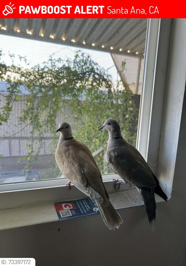 Lost Unknown Bird last seen Near South Euclid St, Santa Ana CA 92704, Santa Ana, CA 92704