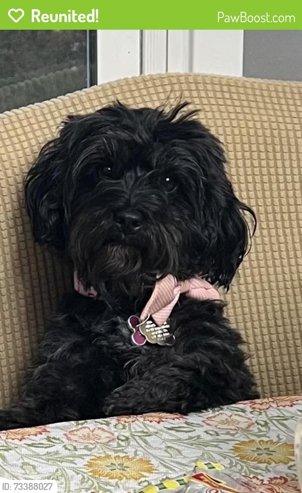 Reunited Female Dog last seen W beech rd, Sterling, VA 20164